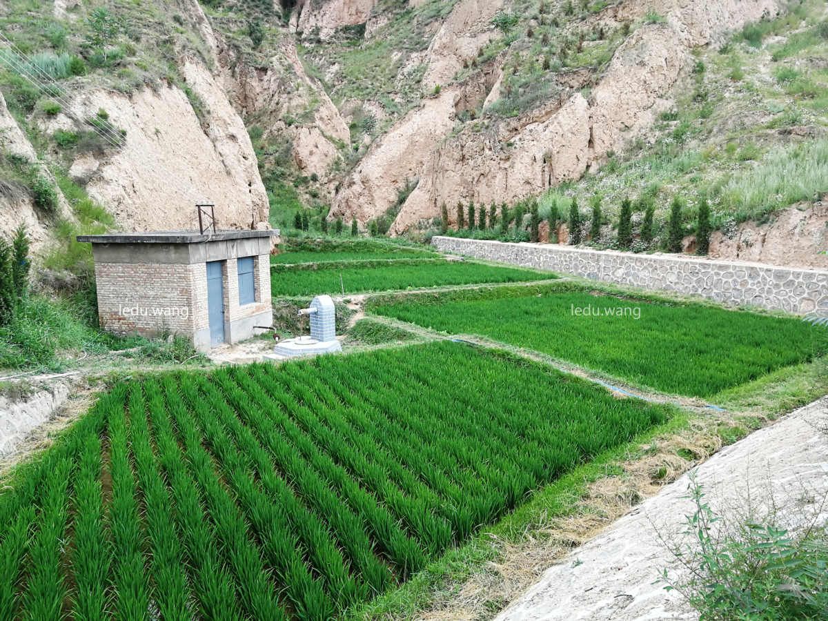 秦安凤山景区水稻长势良好