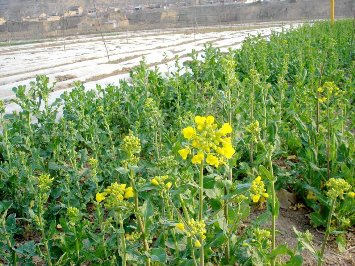 【记录油菜的生长过程】图3