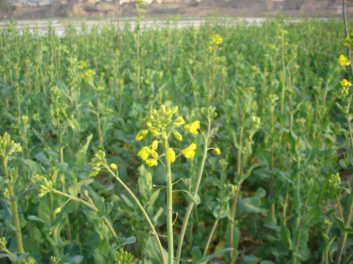 【记录油菜的生长过程】图4