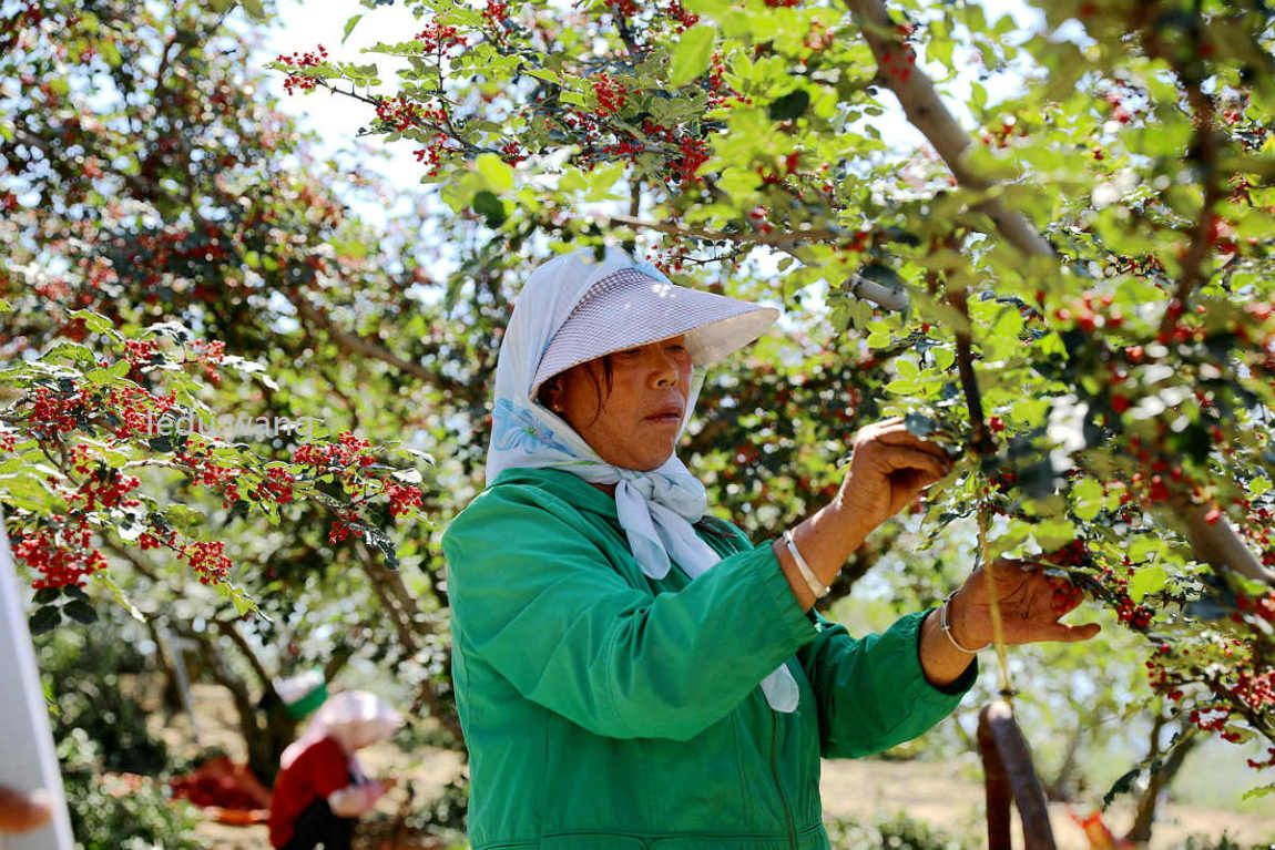 【新鲜花椒,让你的菜更香更美味】图3