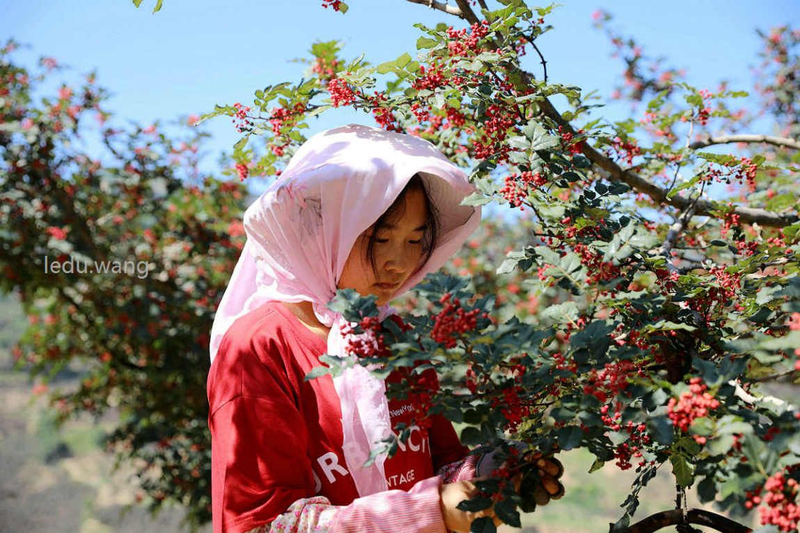新鲜花椒,让你的菜更香更美味