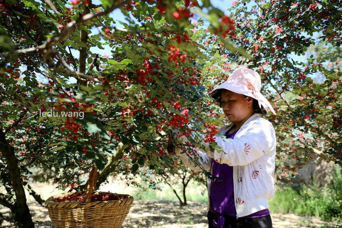 【新鲜花椒,让你的菜更香更美味】图2