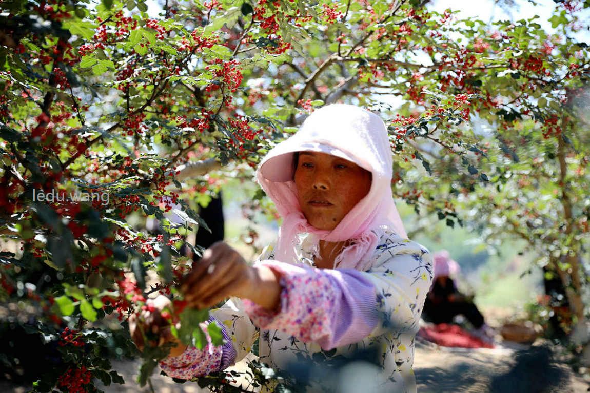 新鲜花椒,让你的菜更香更美味
