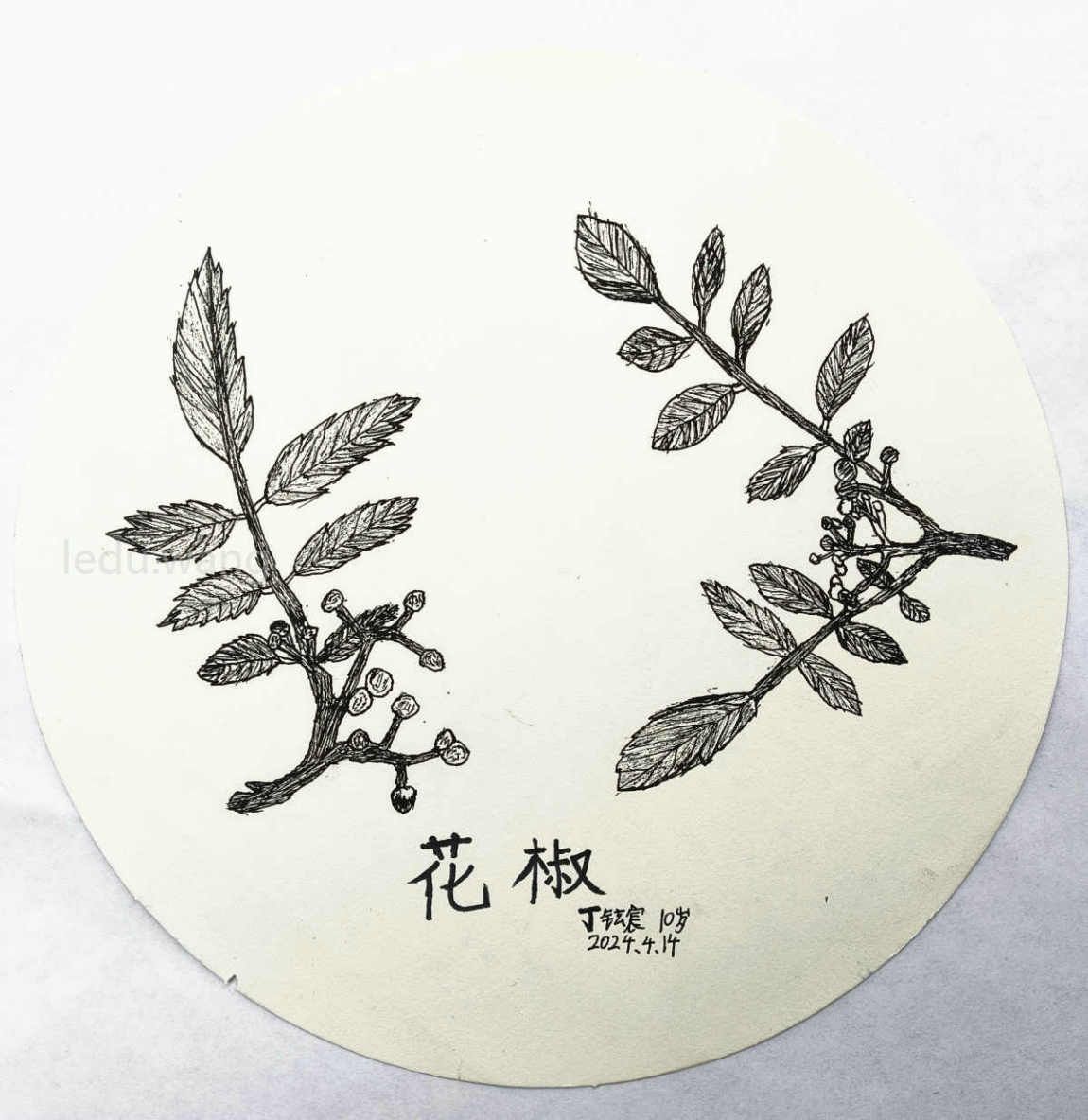 【吃天水府辣烫，寻花椒之发源】图2
