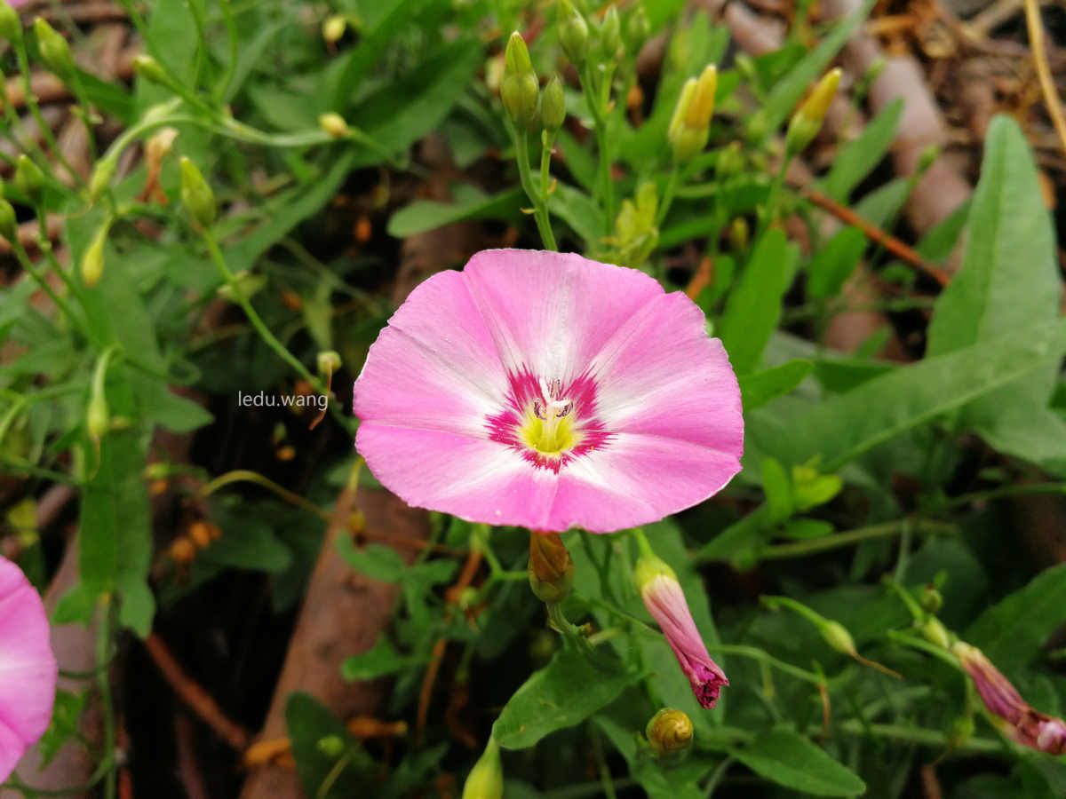 【牵牛花开了】图1