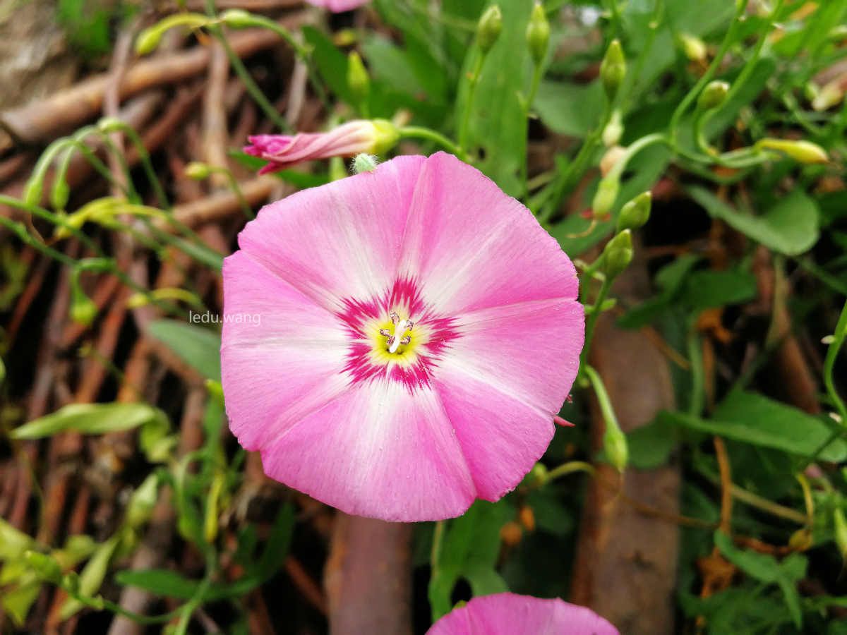 【牵牛花开了】图3