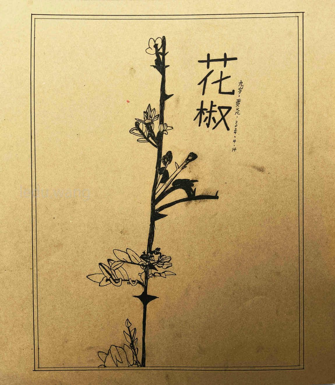 花椒儿童绘画 贾义凡