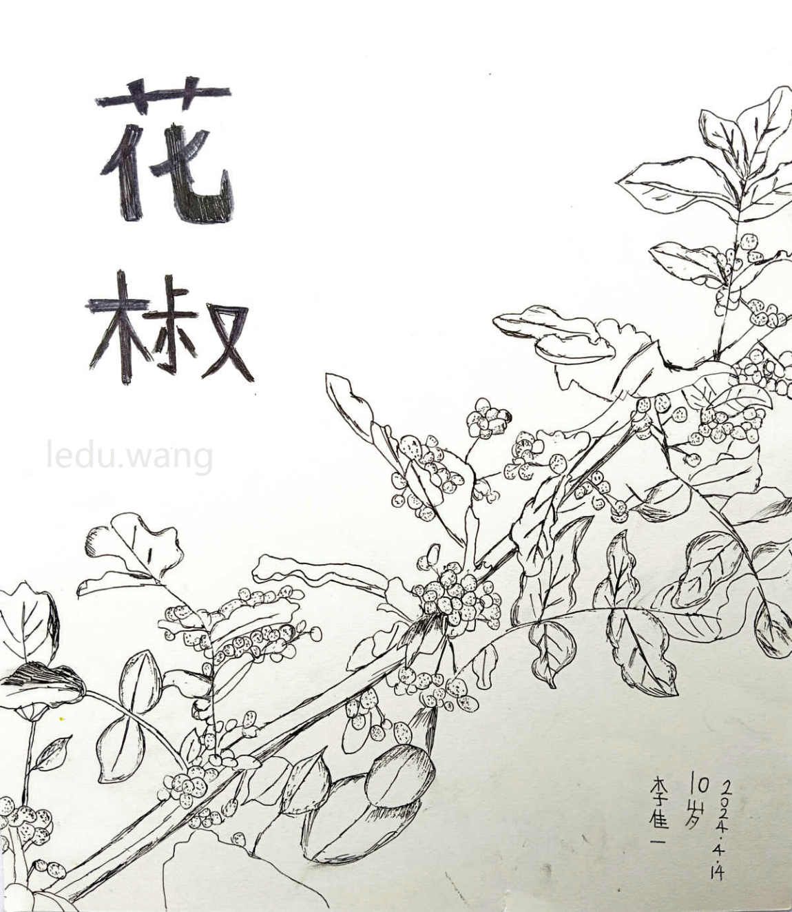 花椒儿童绘画 李佳一