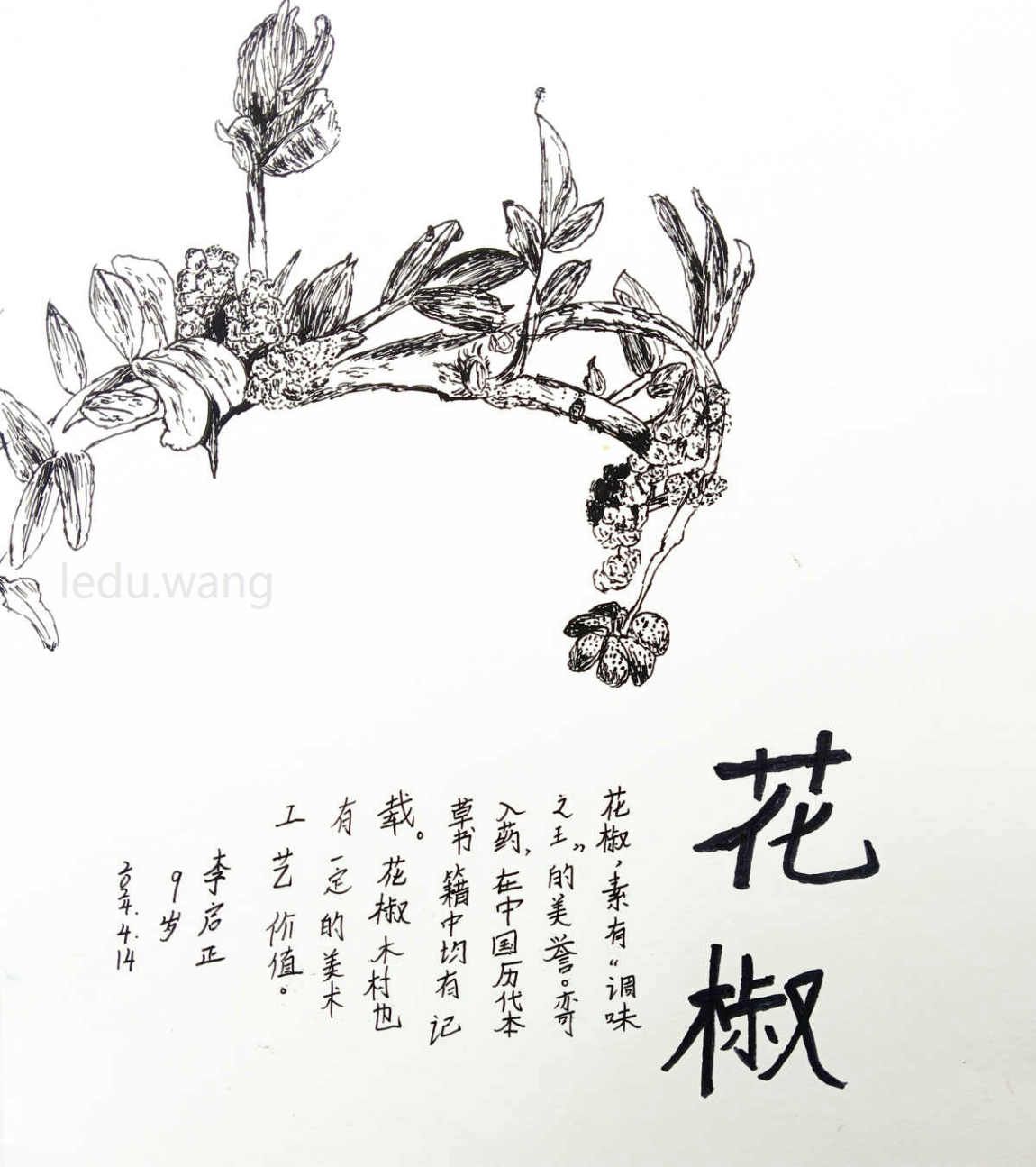 花椒儿童绘画 李启正