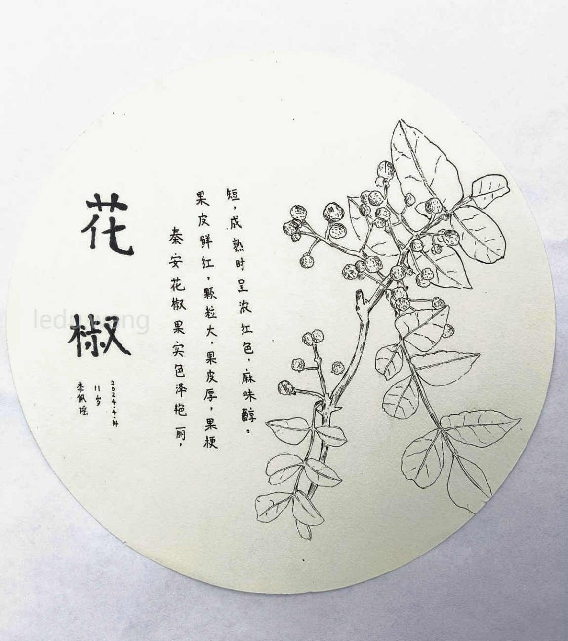 花椒儿童绘画 李佩瑶