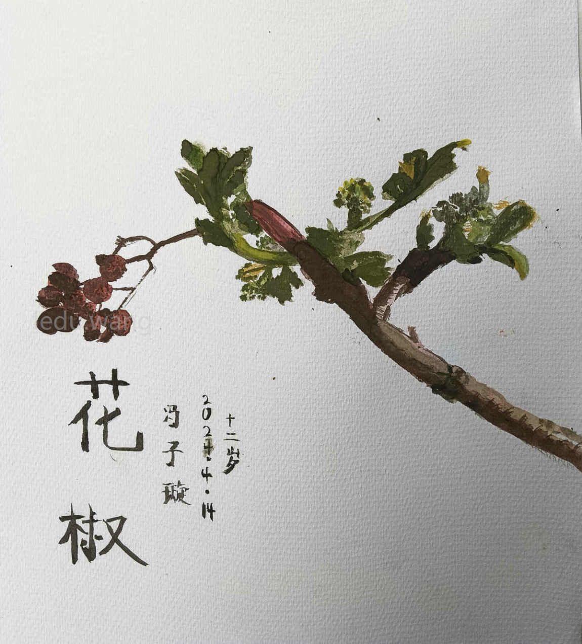 【麻辣秦安，花椒传情】图1