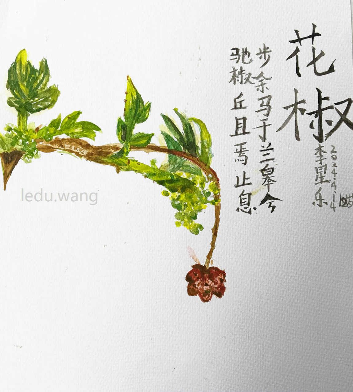 【品花椒之麻，赞秦安之花】图4