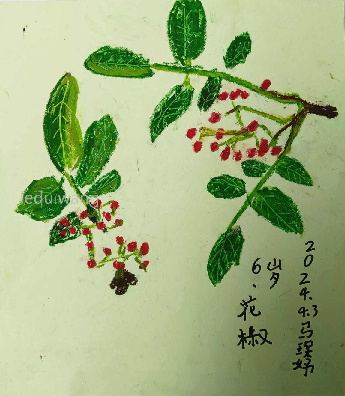 【花椒香、满山红】图2