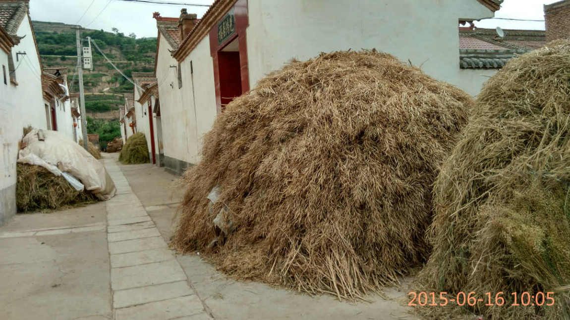 油菜籽丰收