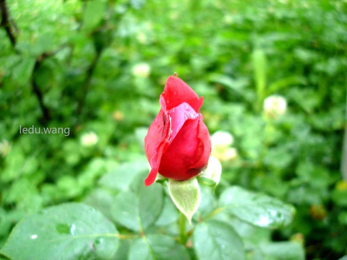 【月季花开红艳艳】图4