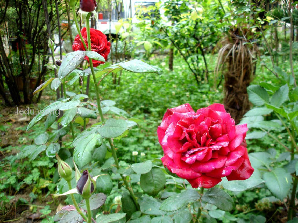 【月季花开红艳艳】图2