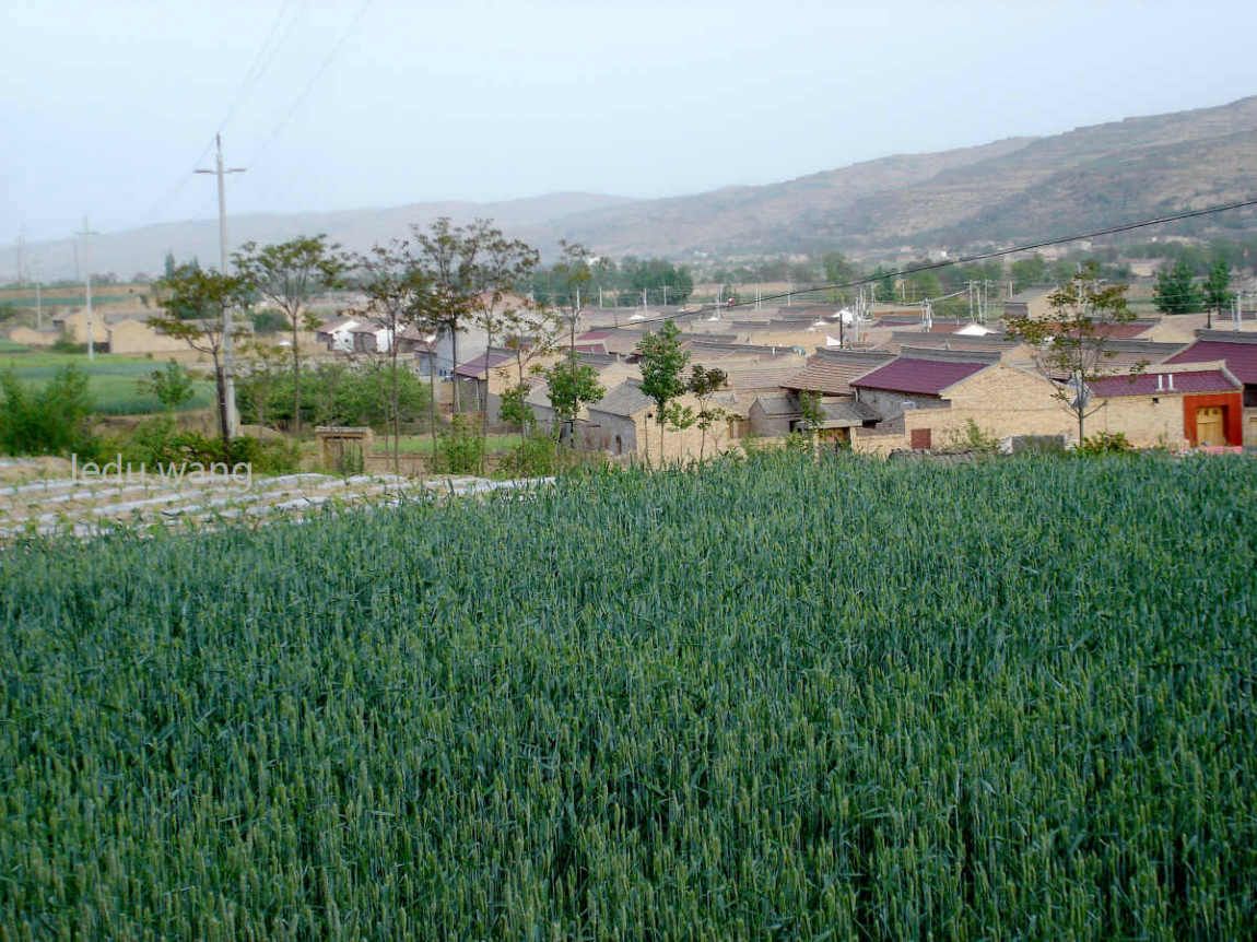 家乡的麦田