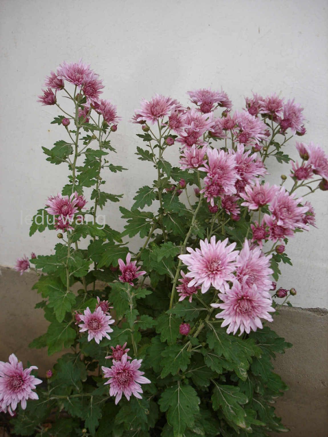 【院子的菊花开了】图1