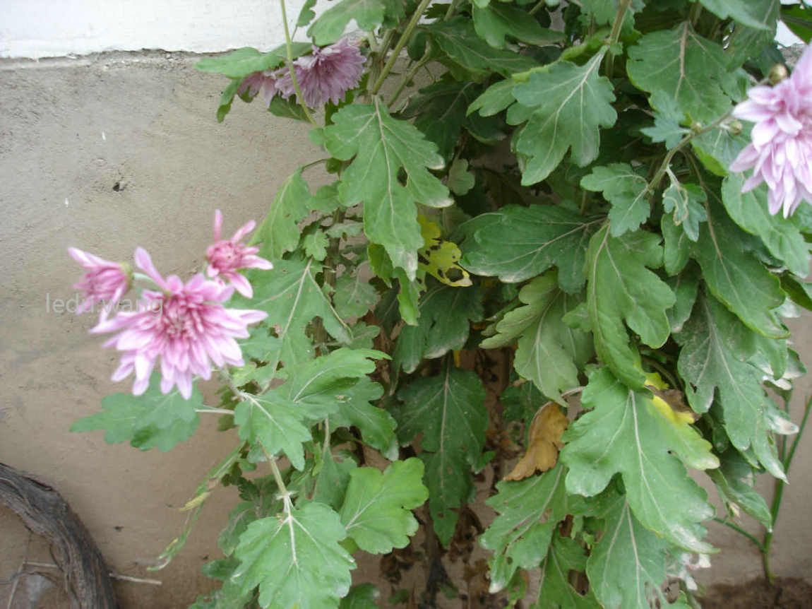 院子的菊花开了