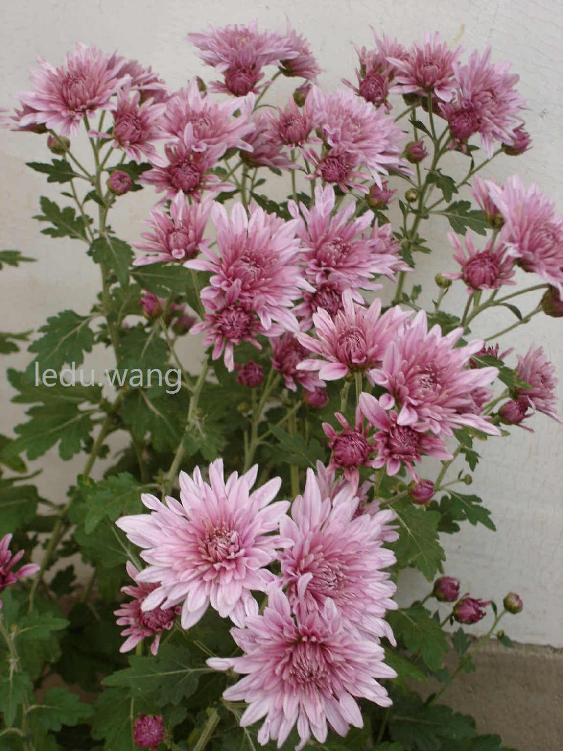 【院子的菊花开了】图3