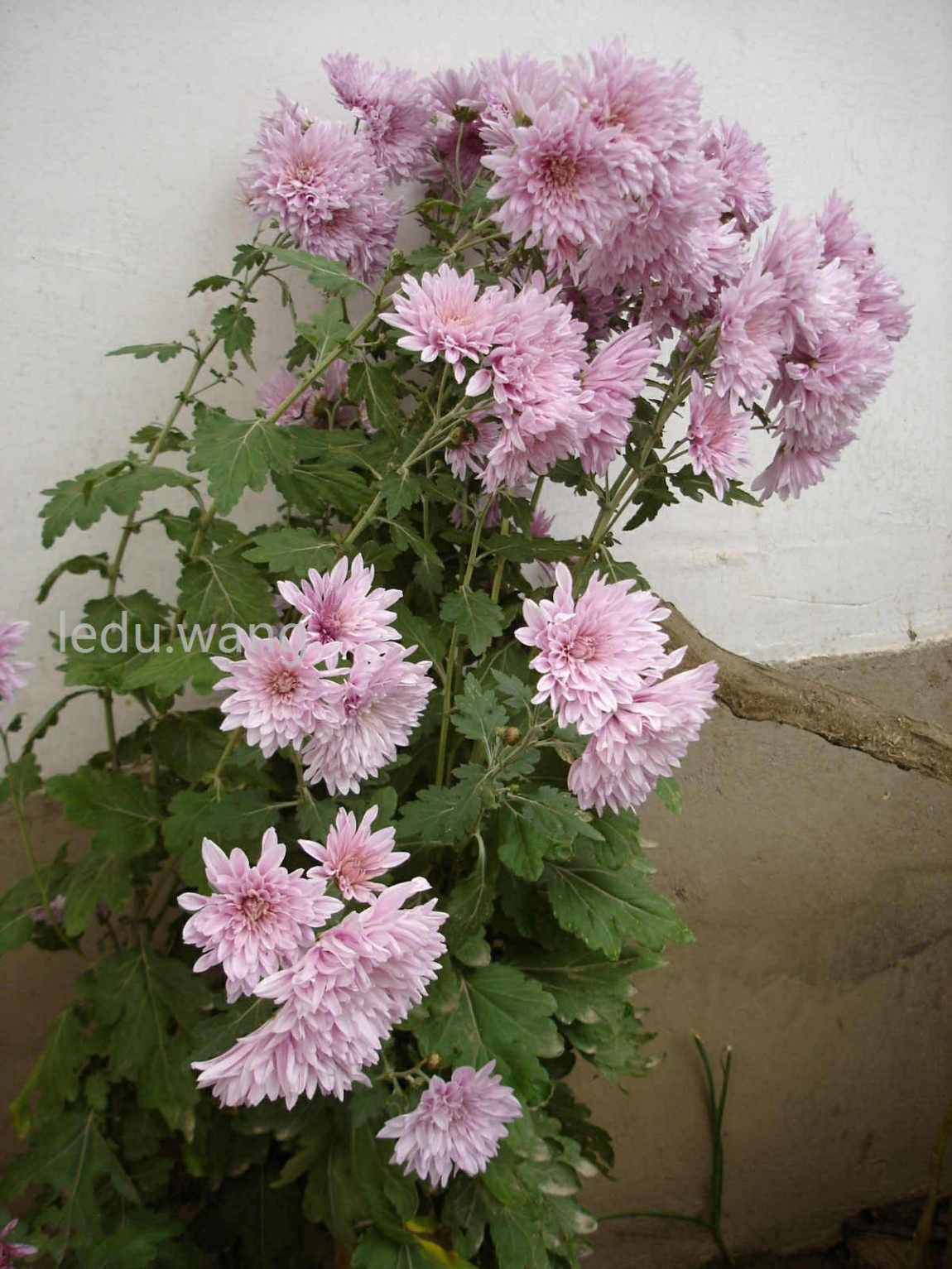 院子的菊花开了