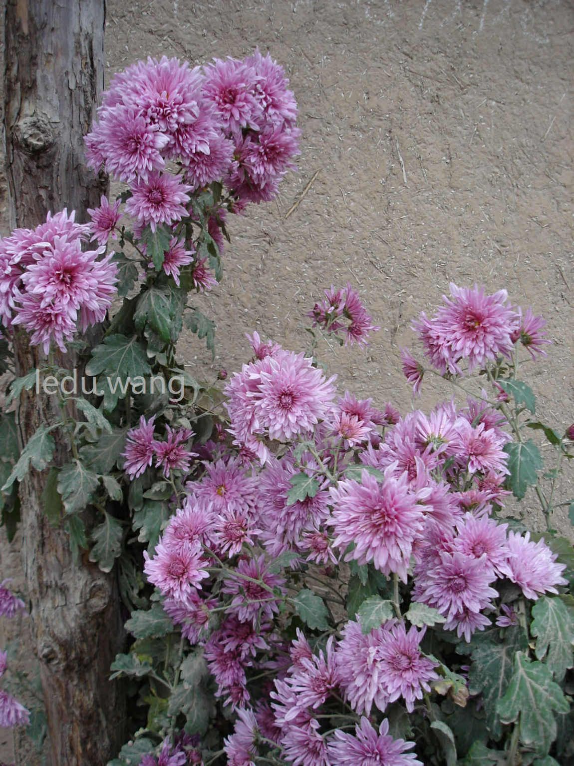 院子的菊花开了