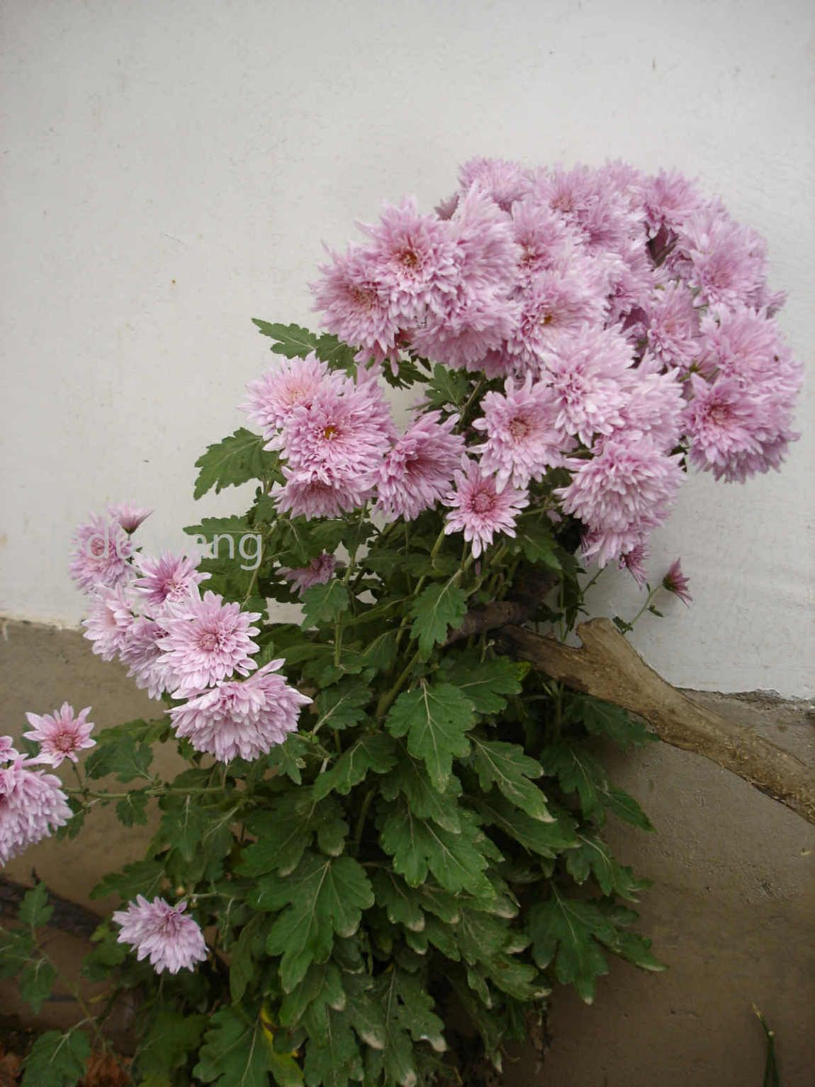 院子的菊花开了