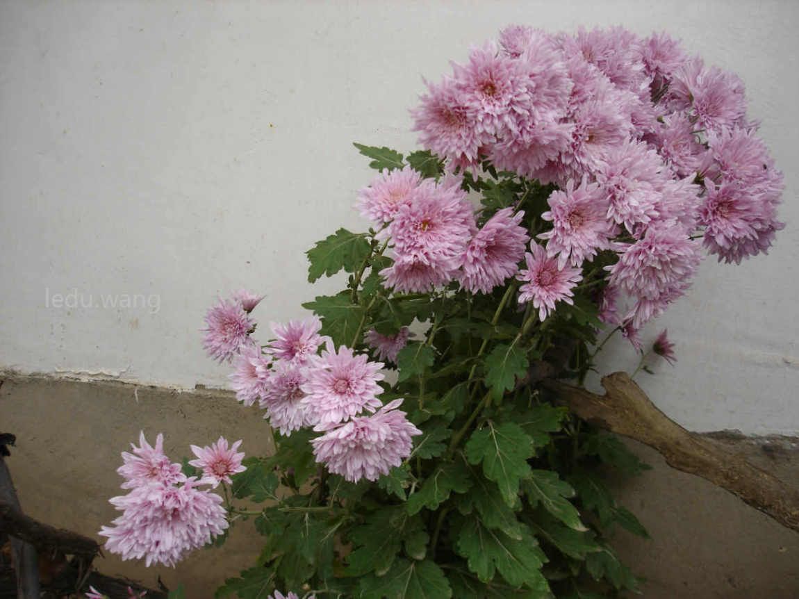院子的菊花开了