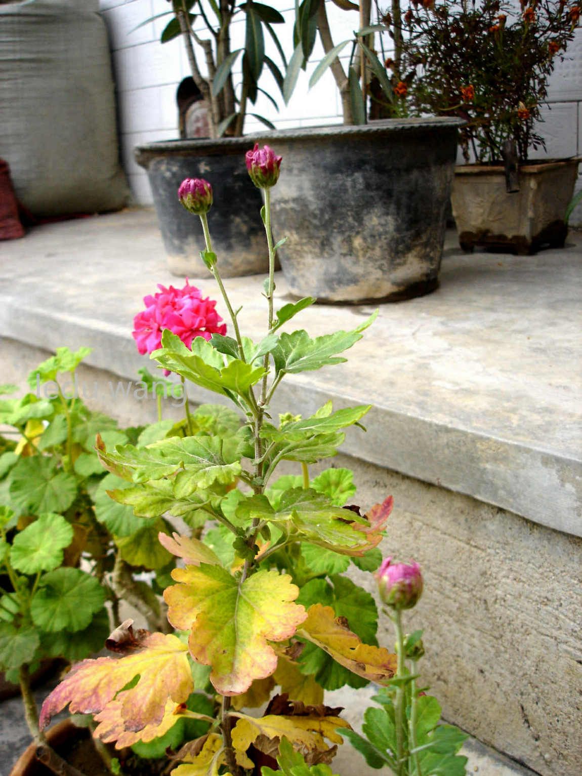 院子里的天竺葵开花了  
