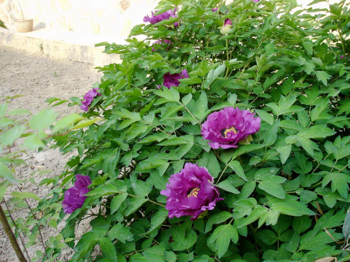 【唯有牡丹真国色，花开时节动京城】图1