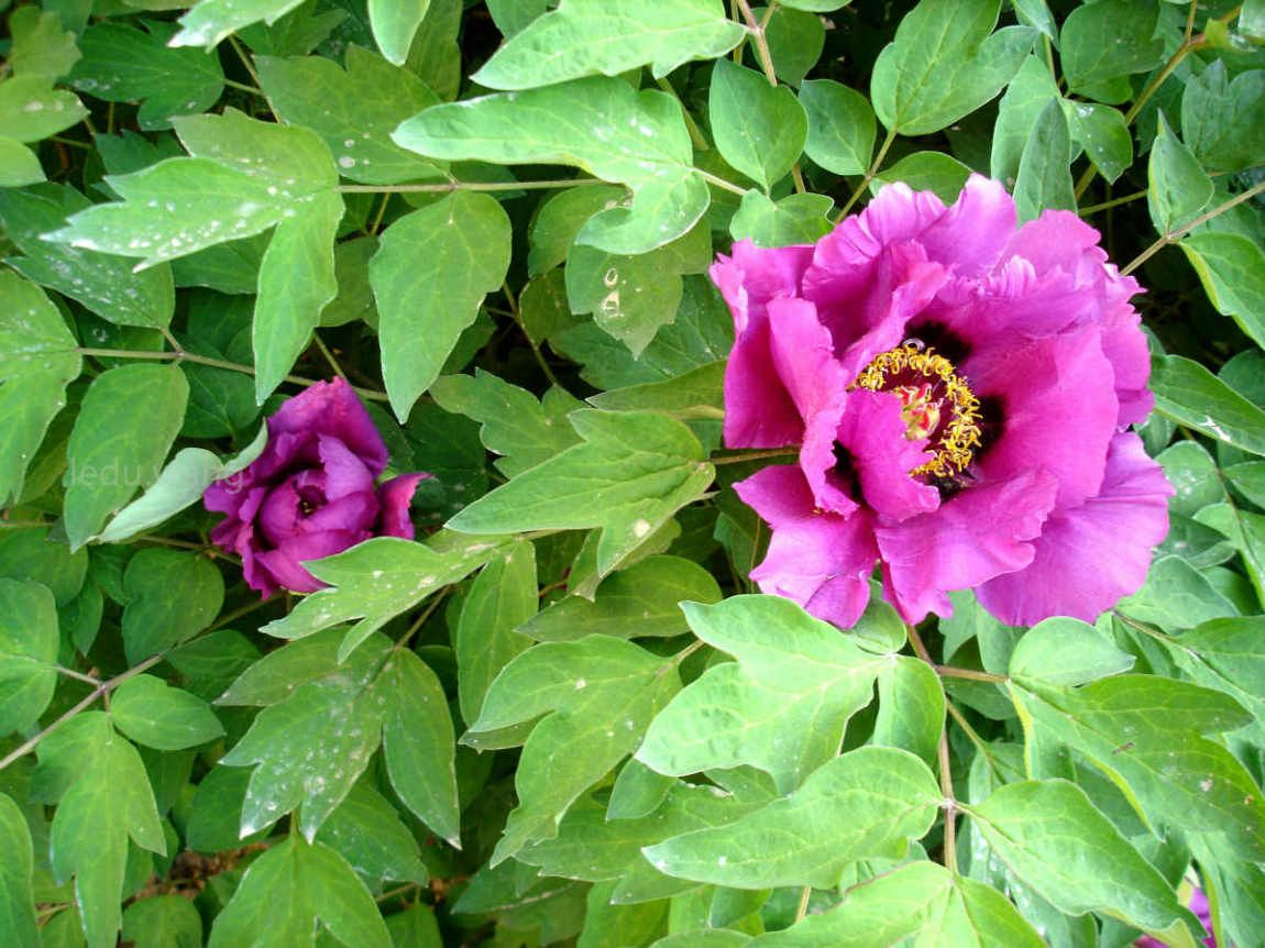 唯有牡丹真国色，花开时节动京城