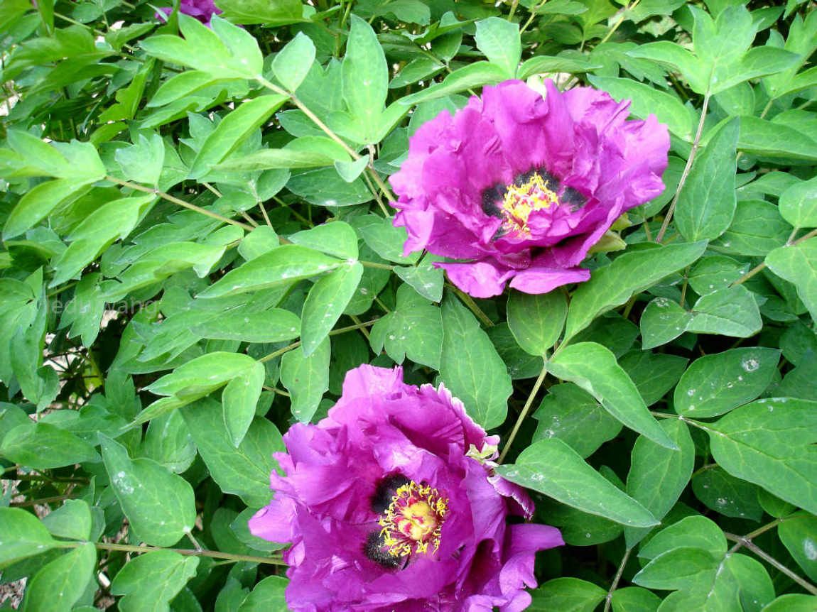 【唯有牡丹真国色，花开时节动京城】图3
