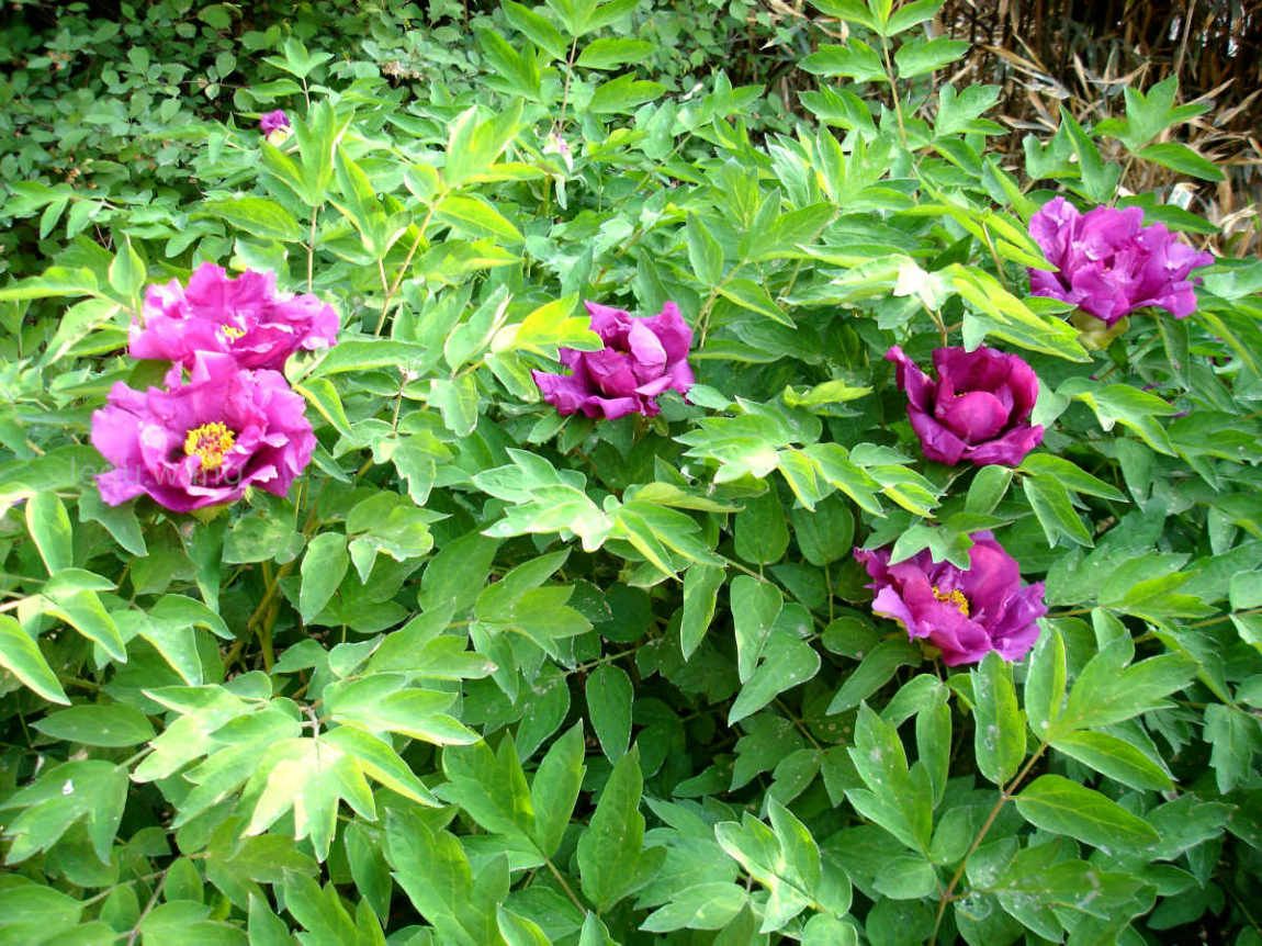 唯有牡丹真国色，花开时节动京城
