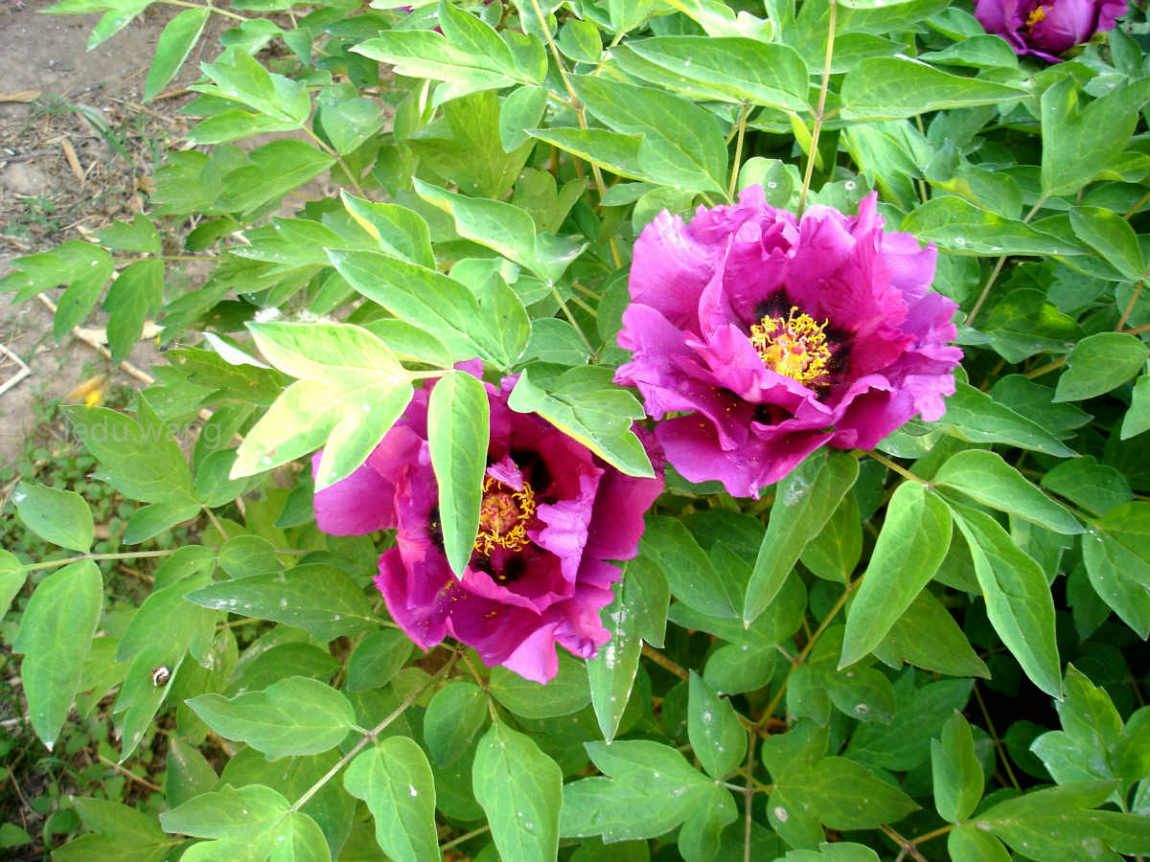 唯有牡丹真国色，花开时节动京城