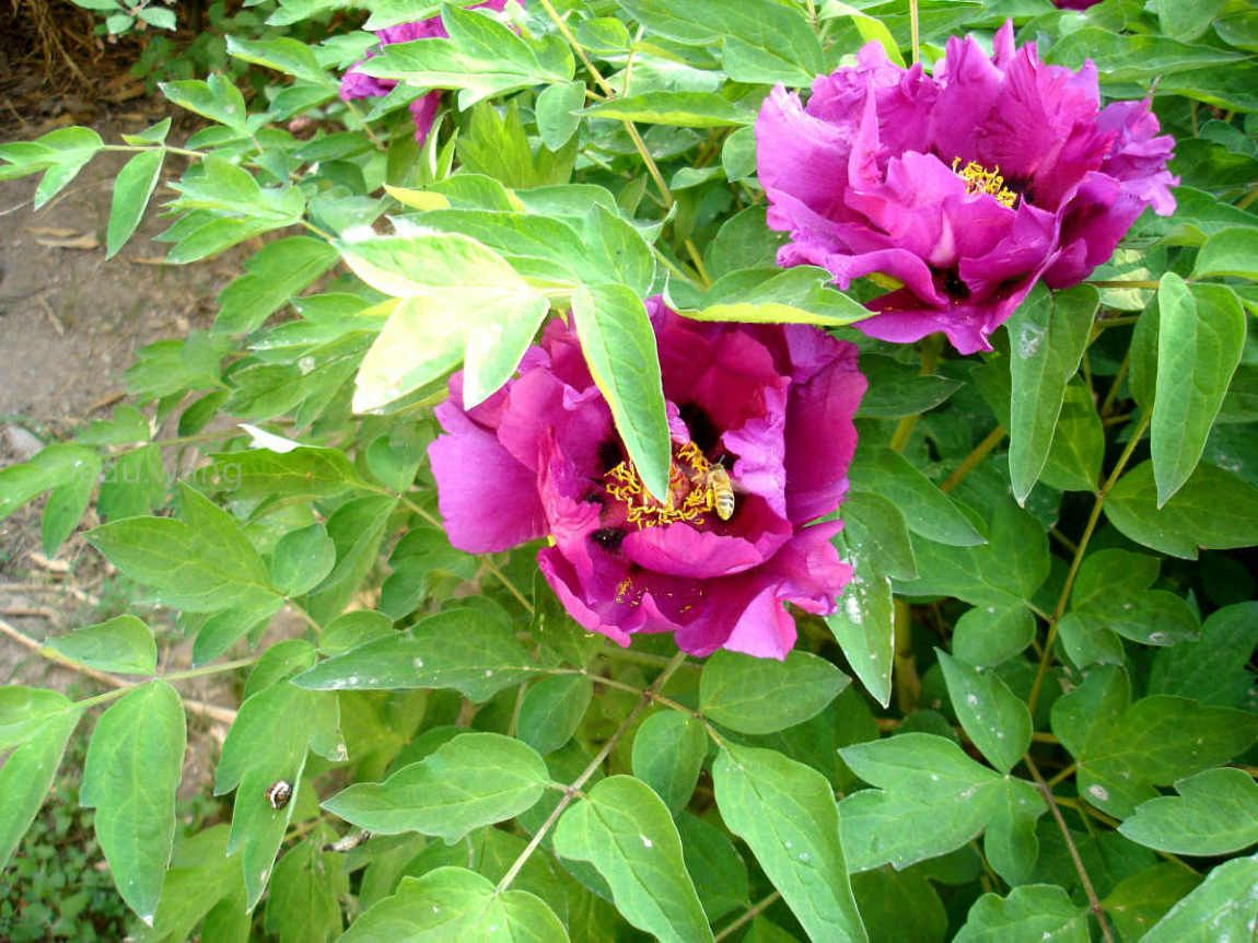 唯有牡丹真国色，花开时节动京城