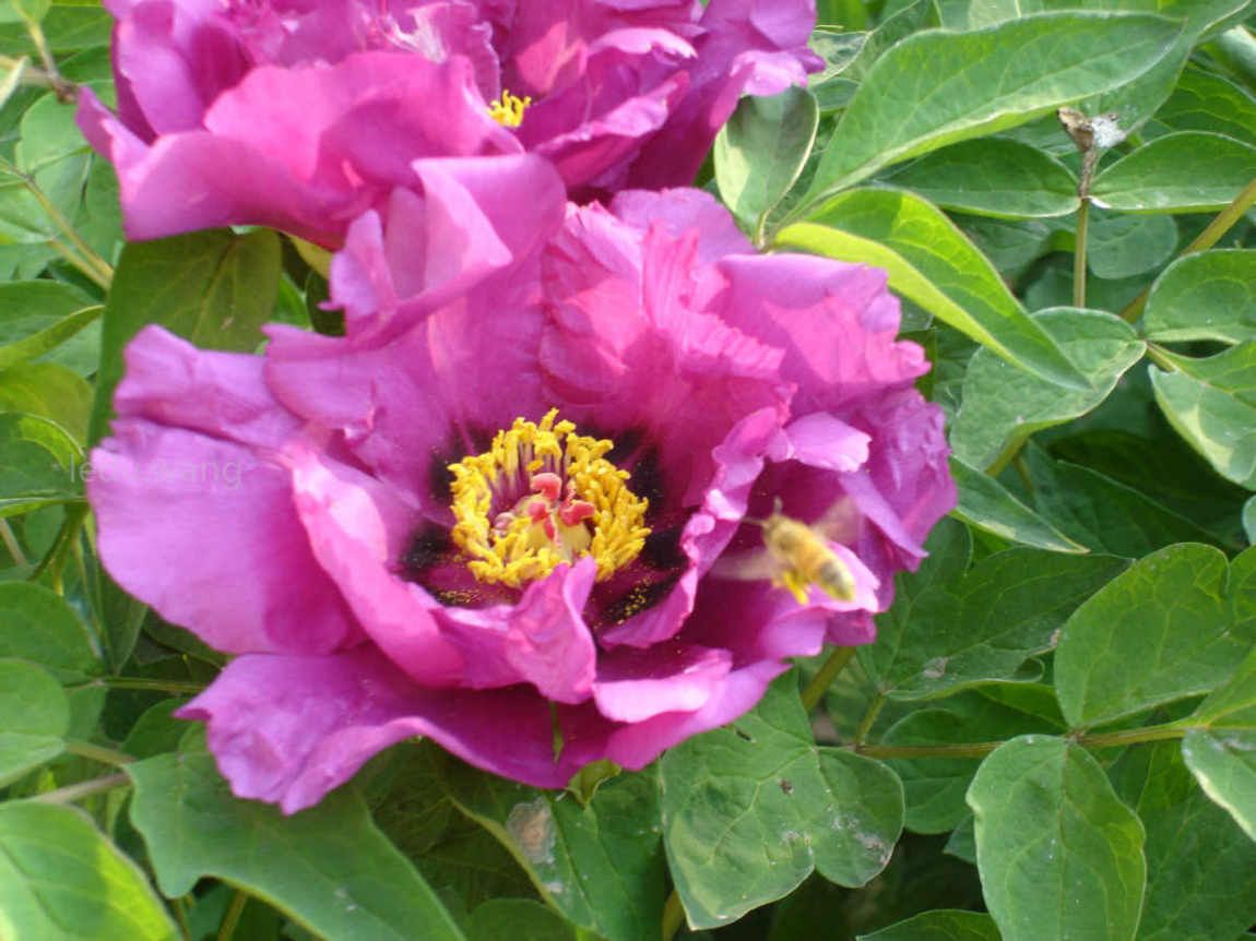 唯有牡丹真国色，花开时节动京城
