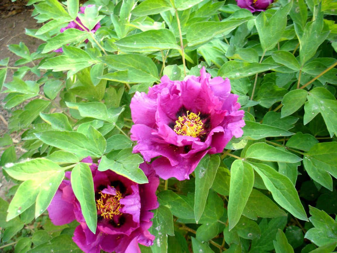 唯有牡丹真国色，花开时节动京城
