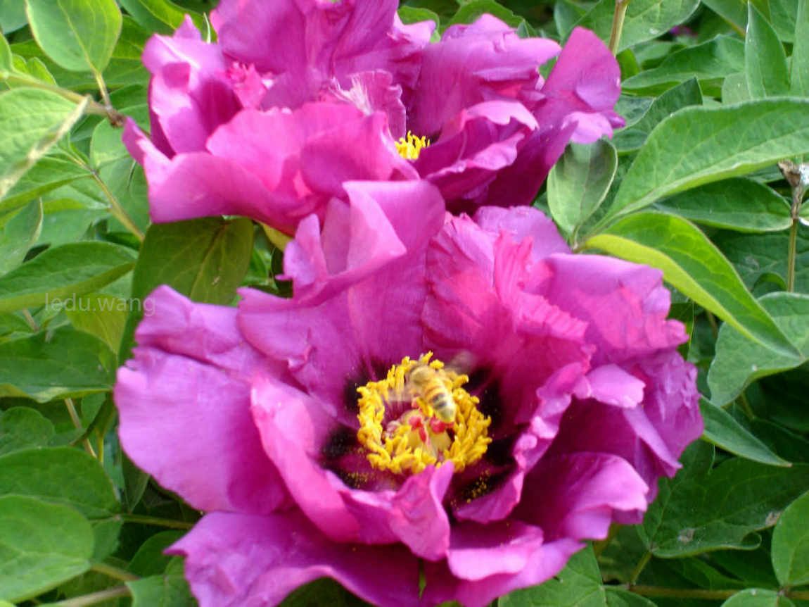 唯有牡丹真国色，花开时节动京城
