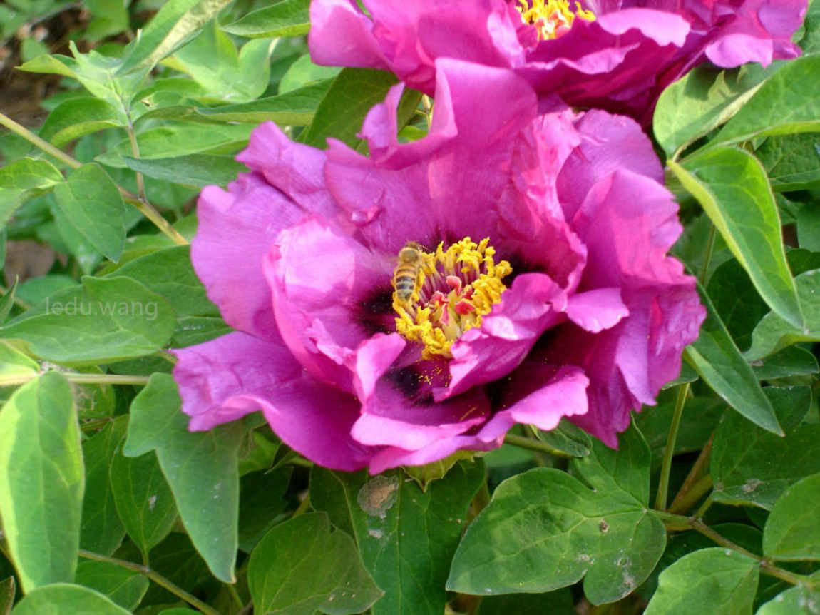 唯有牡丹真国色，花开时节动京城