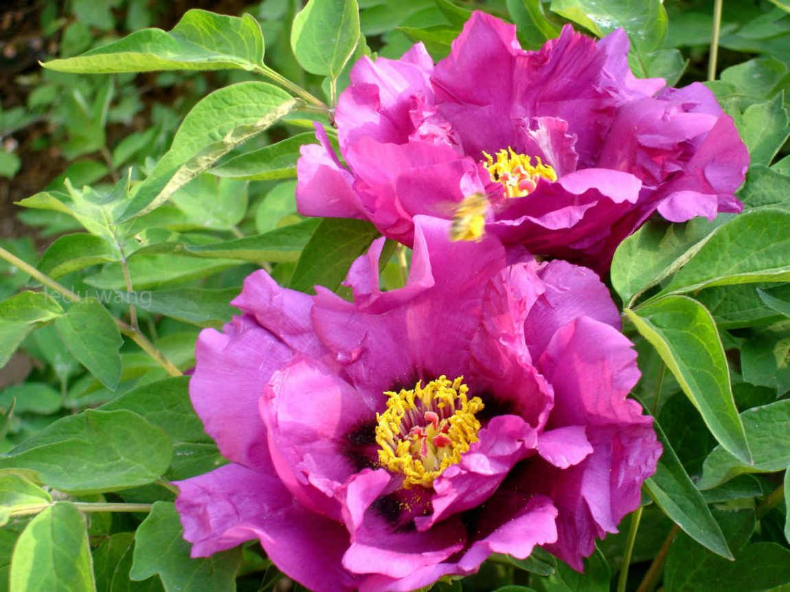 唯有牡丹真国色，花开时节动京城