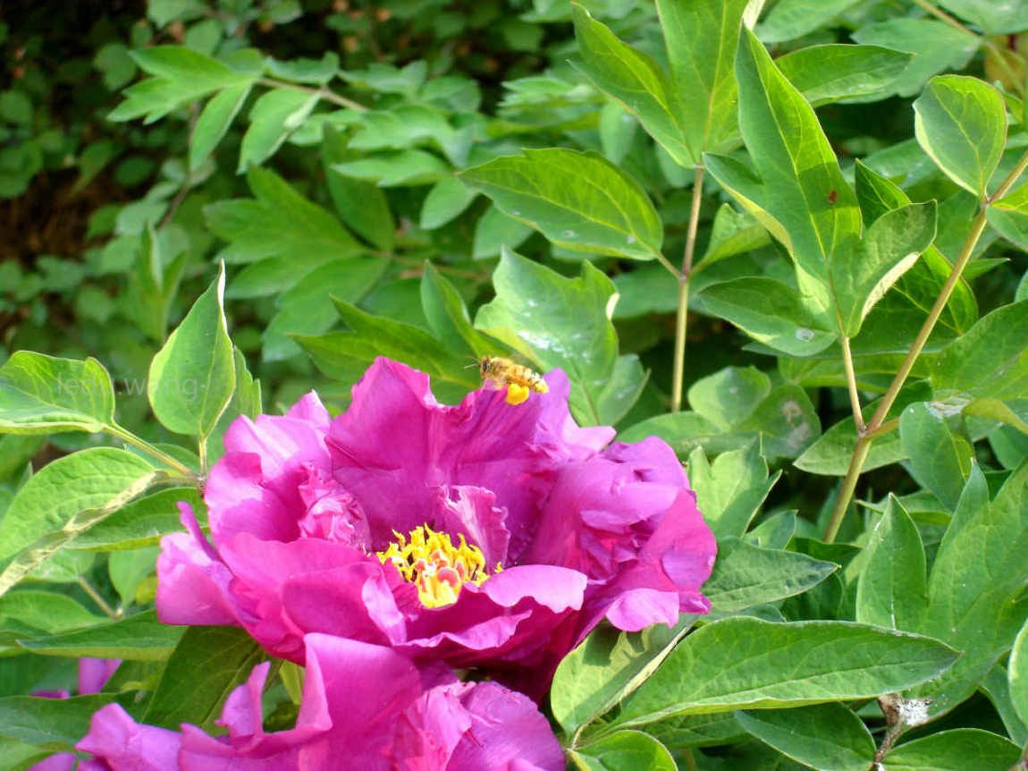 唯有牡丹真国色，花开时节动京城
