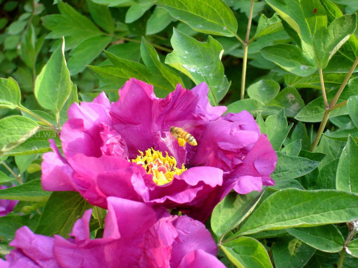 唯有牡丹真国色，花开时节动京城