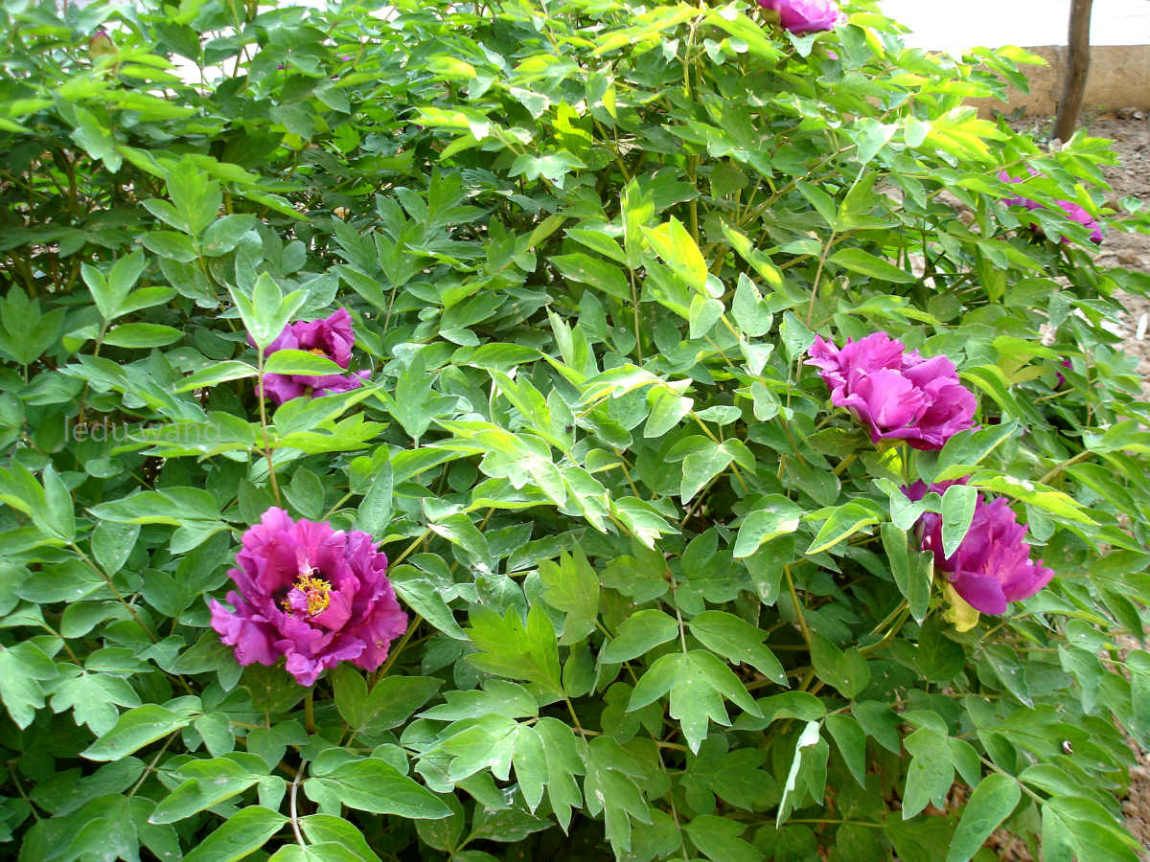 唯有牡丹真国色，花开时节动京城