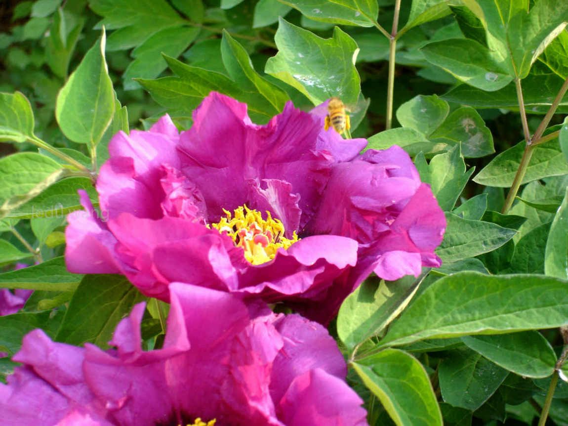 唯有牡丹真国色，花开时节动京城