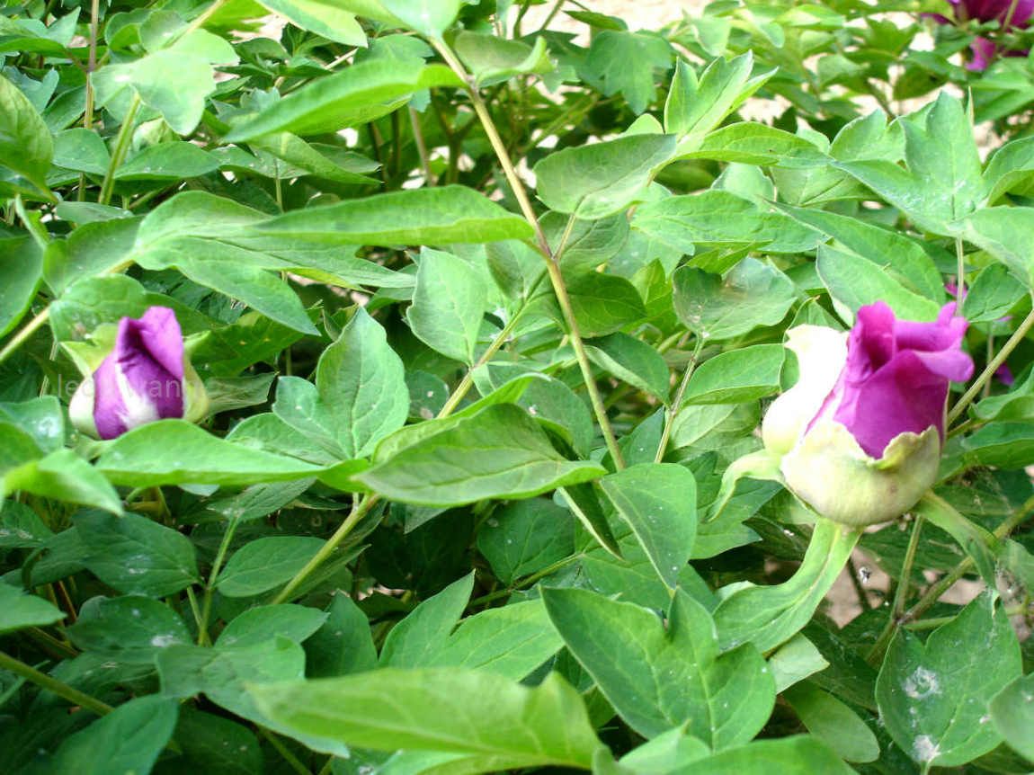 唯有牡丹真国色，花开时节动京城