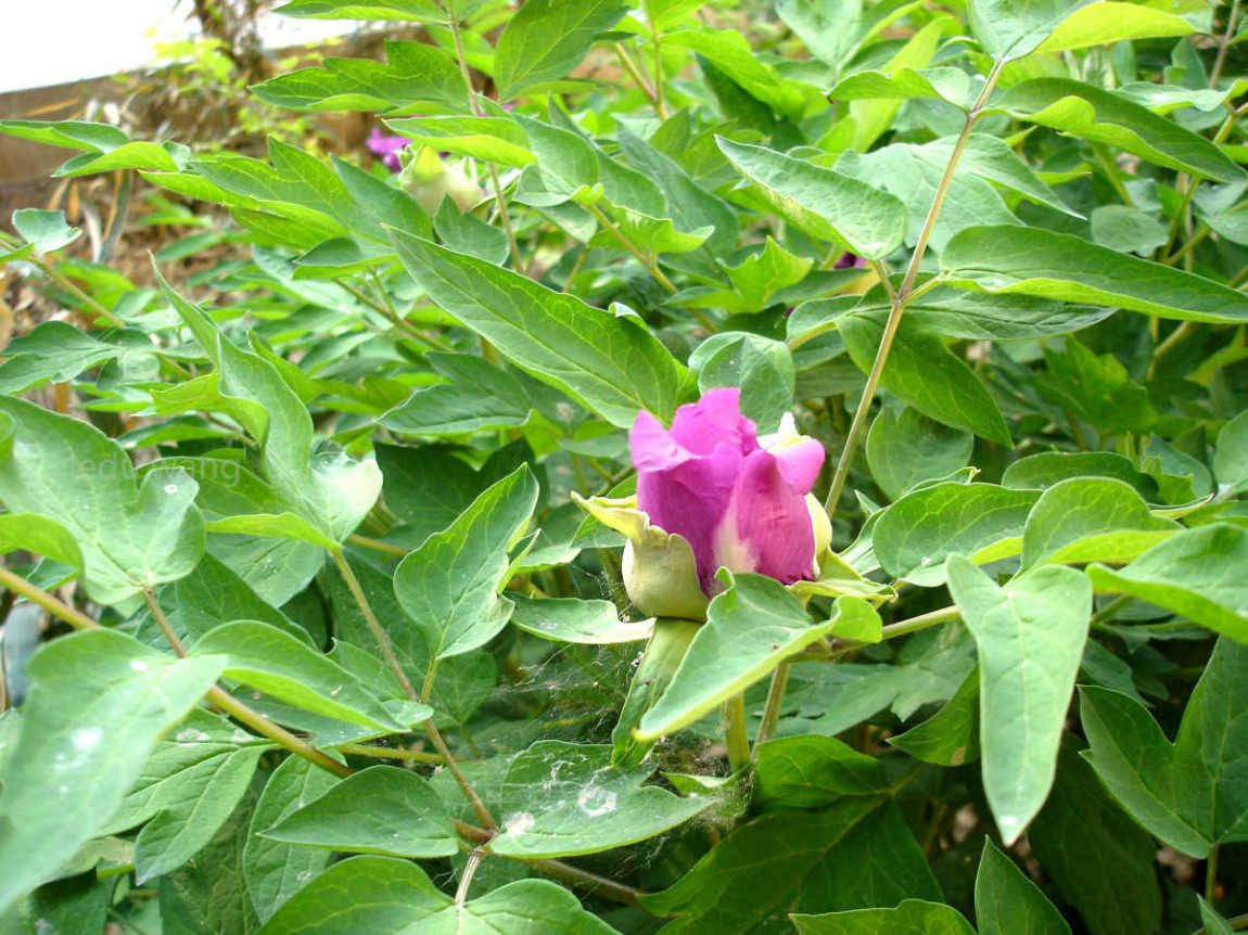 唯有牡丹真国色，花开时节动京城