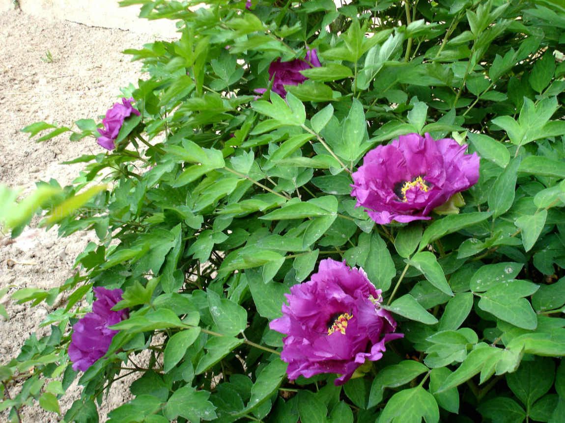 唯有牡丹真国色，花开时节动京城