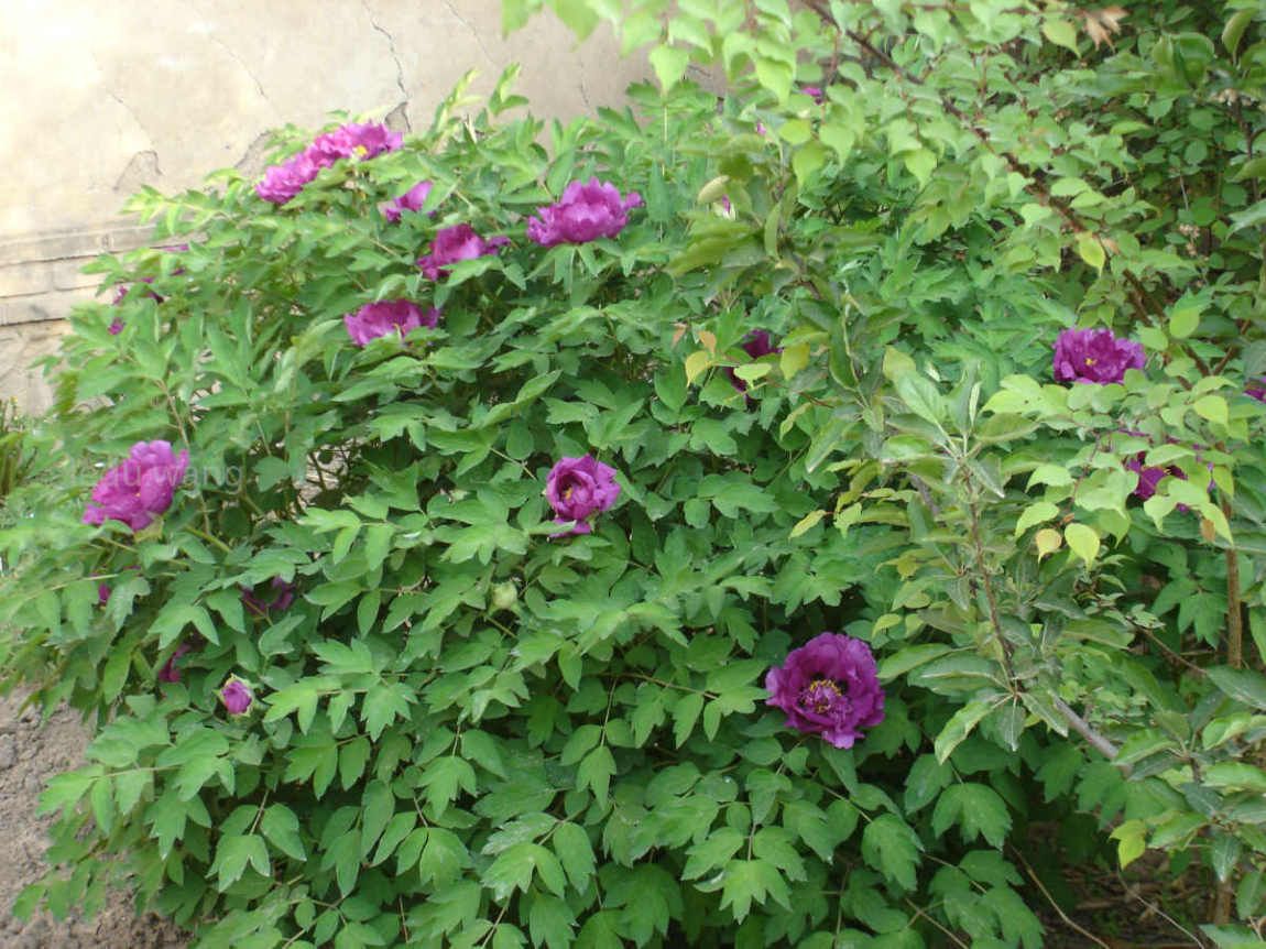 唯有牡丹真国色，花开时节动京城