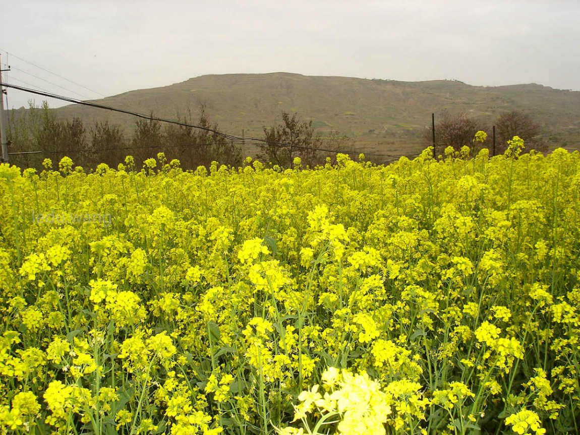 【油菜花开遍地金，蜂蝶起舞醉游人。】图1
