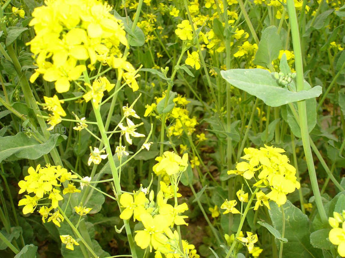 【油菜花开遍地金，蜂蝶起舞醉游人。】图2